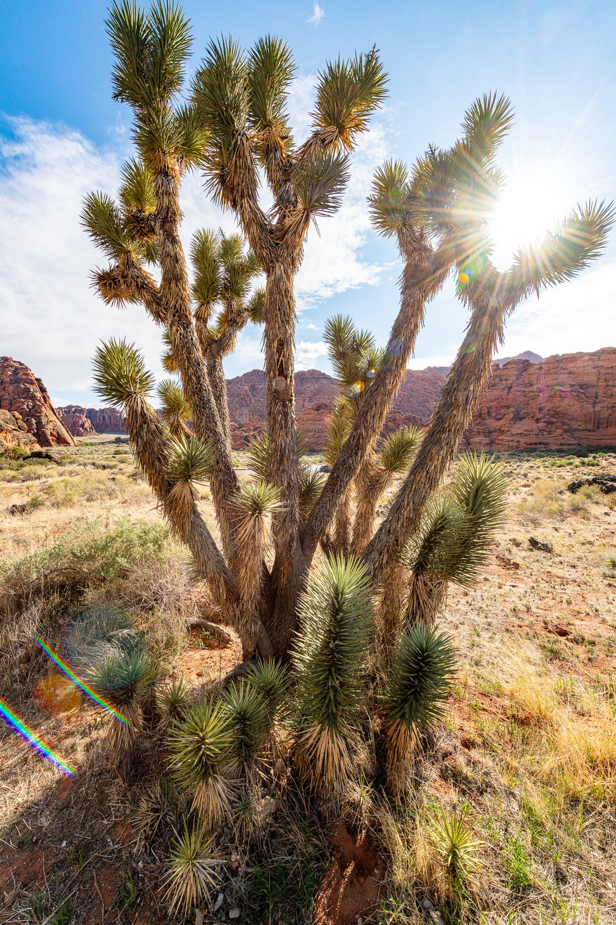 Joshua Tree - Steinway