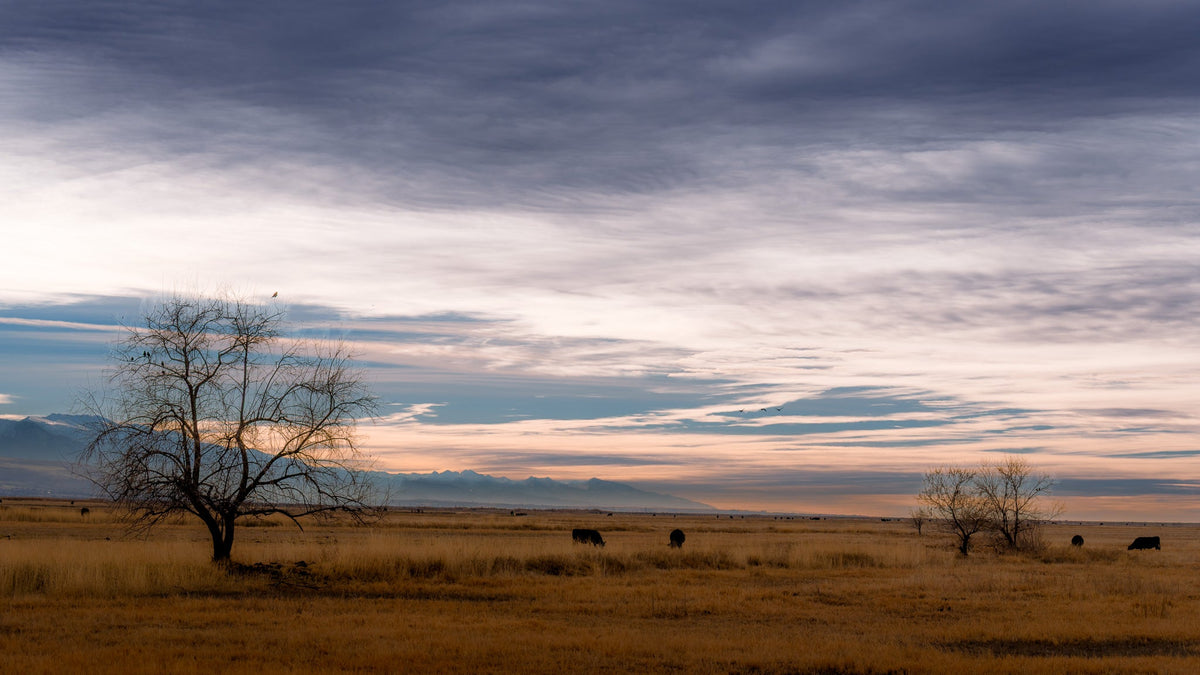 Bear River Migratory Bird Refuge December 2025