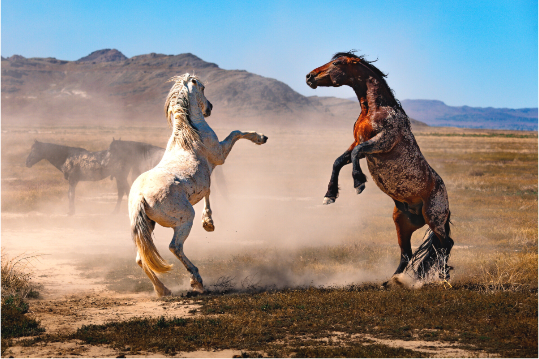 Main image Dance with the Wild Ones