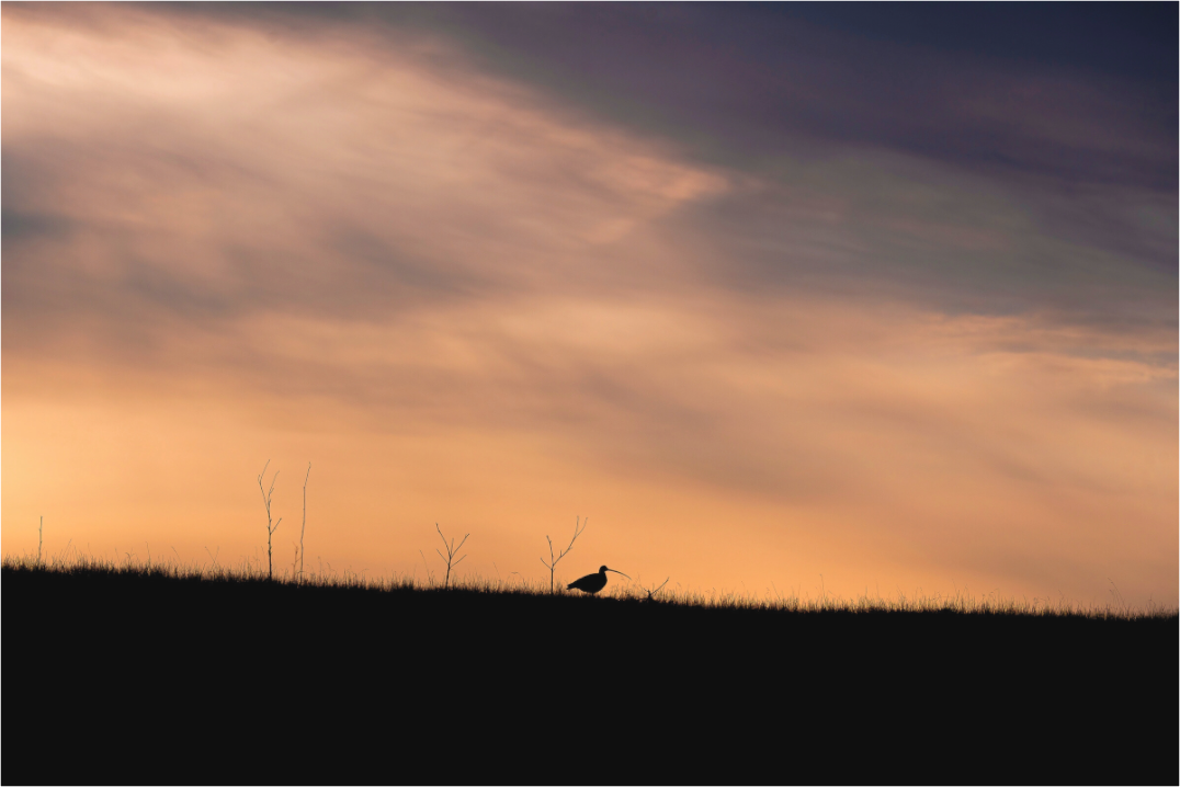 Main image The Lone Traveler